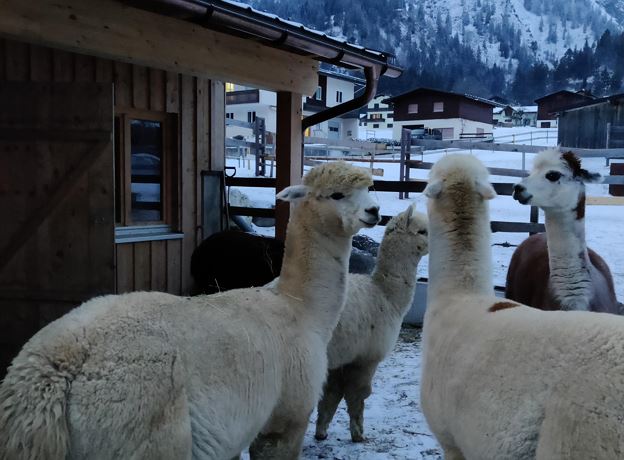 Arlberg Alpaka Hofladen Saisons-Start